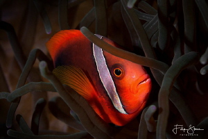 Tomato Anemonefish (Amphiprion frenatus) by Filip Staes 